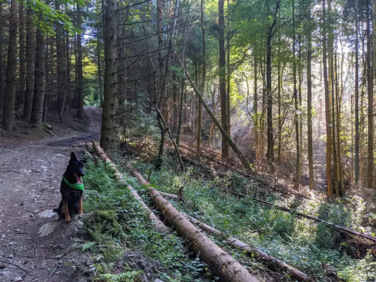a section of the conifers that was already collapsing